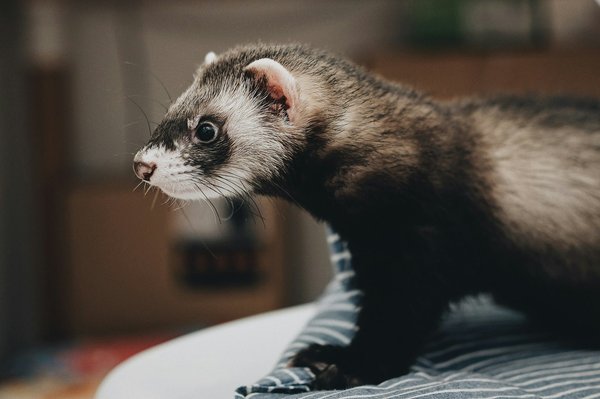 Comment intégrer des éléments de chasse naturelle pour enrichir l'habitat d'un furet?