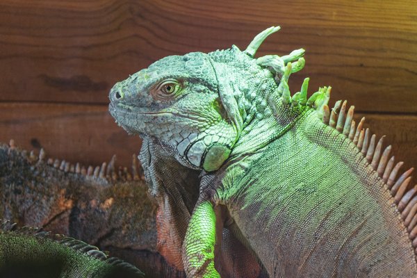 Comment prévenir les infections cutanées chez un iguane vert en captivité?